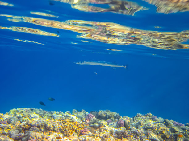 红海珊瑚礁中的长吻鱼图片下载