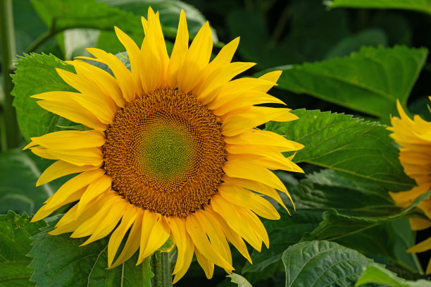 夏天开花的向日葵图片下载