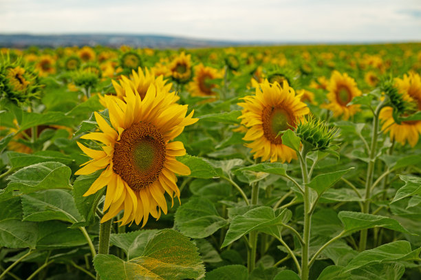 夏天向日葵盛开的田野图片下载