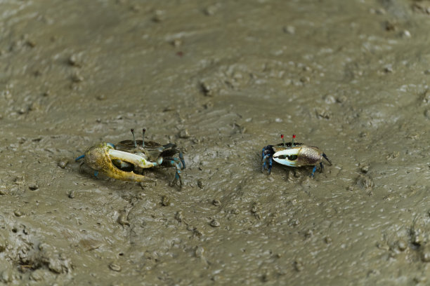 退潮时，两只招潮蟹从洞里钻出来，在红树林的泥土中寻找食物图片下载