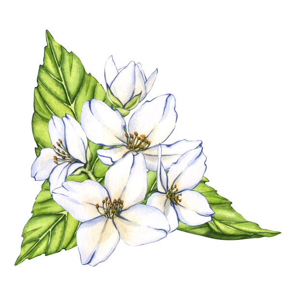 水彩白花插图。白色背景上孤立的茉莉花。复古花束的邀请，卡片，设计图片下载