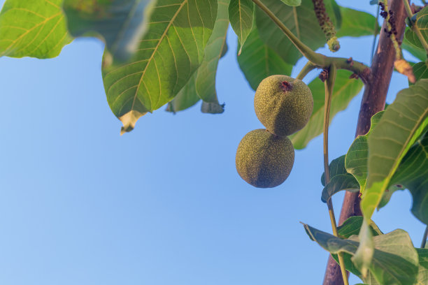 核桃树的树枝，未成熟的幼果，未来的坚果在树枝上成熟。核桃树种植及制油业务，销售食品、糖果行业原料图片下载