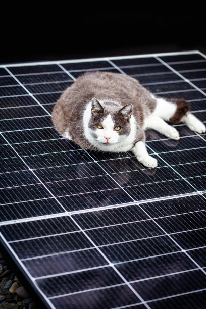 一只猫躺在光伏模块上图片下载