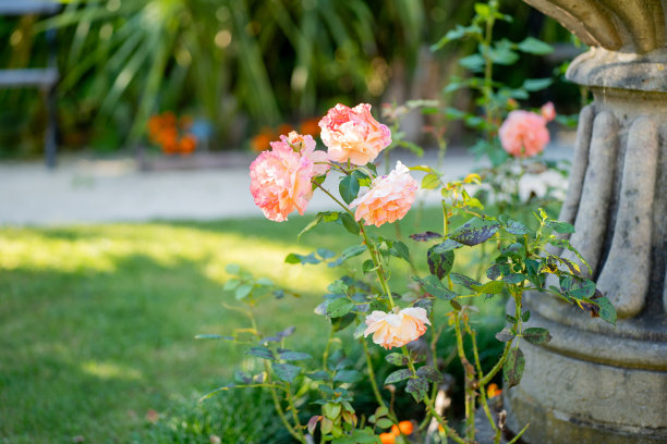 德国美丽的公园里有玫瑰和棕榈树，还有古老的喷泉。夏天，晴天。图片下载