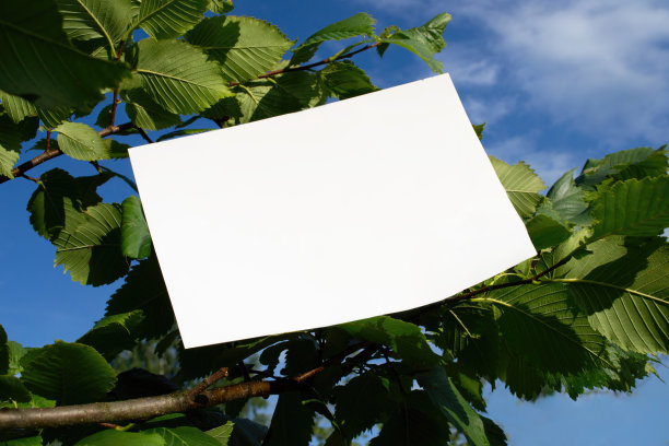 在榛子树枝上的白色A4纸的模型。品牌海报空白在一棵树的叶子上。用于文本或设计放置的空白孤立对象的真实照片图片下载