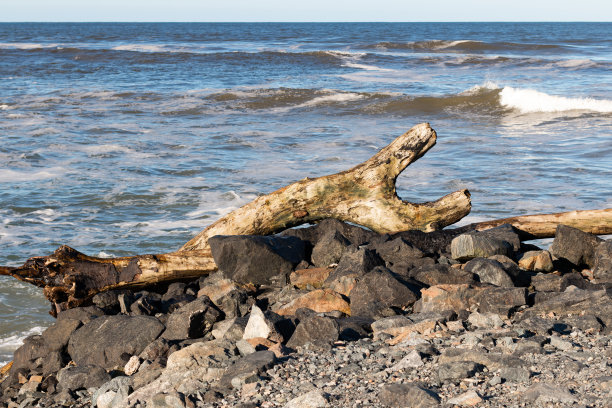 岩石海滩边上的树干照片。图片下载