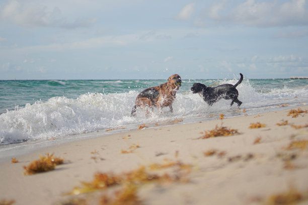 在一张玩具照片后，两只狗跳入大海图片下载