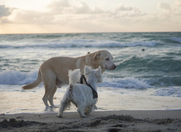 在海滩上从海里出来的金毛犬图片下载