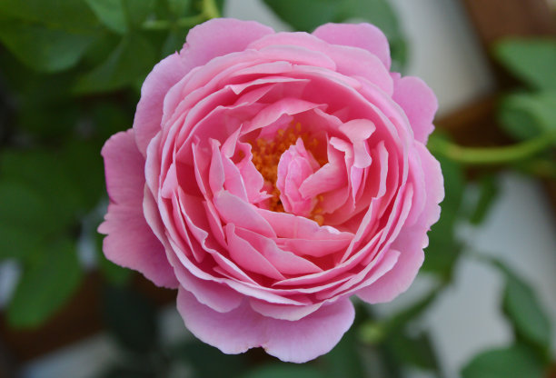 Soeur Emmanuelle玫瑰在深绿色叶子的背景微距照片图片下载