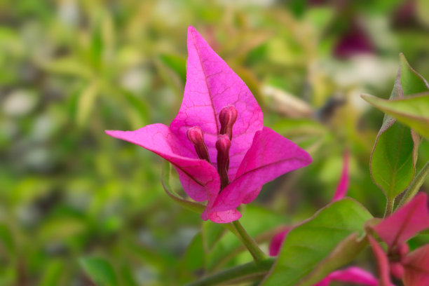 叶子花属图片下载