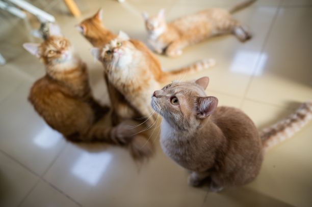 猫咖啡馆里的一群猫。慈善机构的空间。图片下载