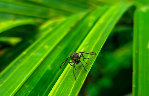 昆虫栖息在绿叶上图片下载