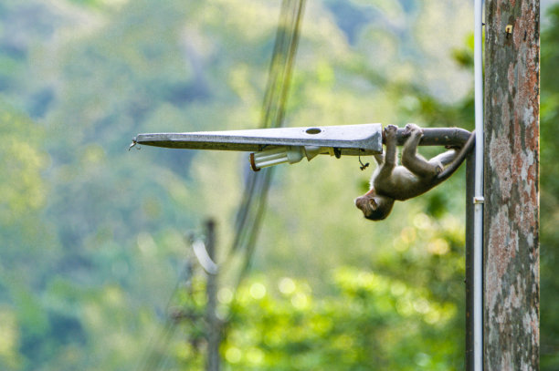 在亚洲婆罗洲马来西亚西部的巴科国家公园，一只野生食蟹猕猴挂在一盏灯上。图片下载