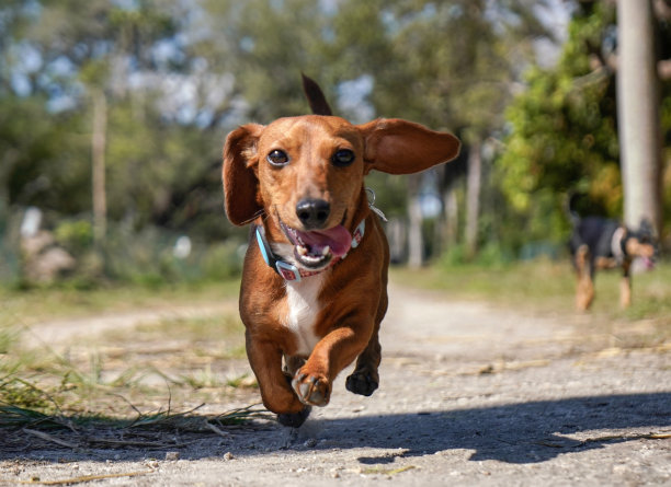 腊肠狗微笑小狗在公园股票的照片图片下载