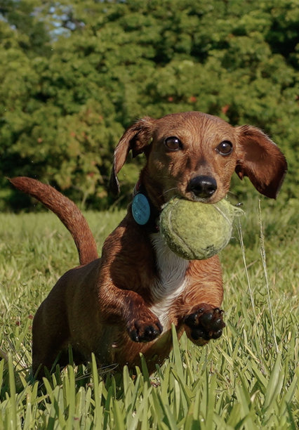 腊肠犬小狗跑与网球的股票照片图片下载