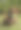 腊肠犬小狗跑与网球的股票照片图片下载