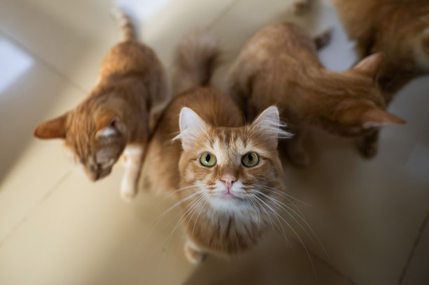 猫咖啡馆里的一群猫。慈善机构的空间。图片下载