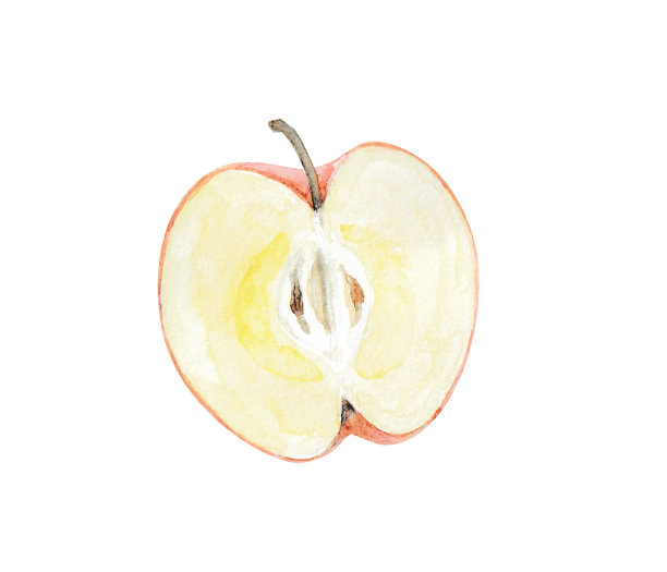 用水彩画的苹果插图图片下载