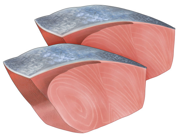 美味的手绘逼真的黄尾鱼鱼片插图图片下载