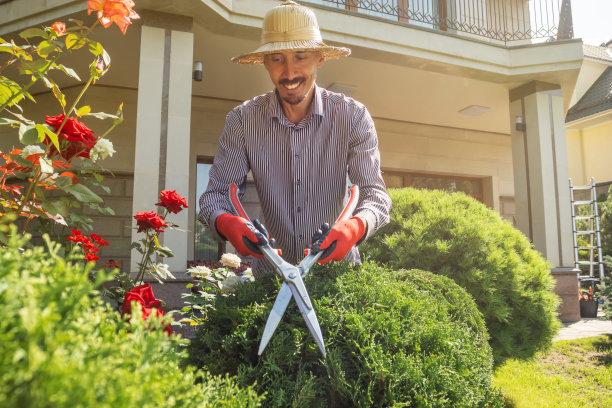 一个在自家后院干活的中年男子。修剪树木和植物的男园丁。图片下载