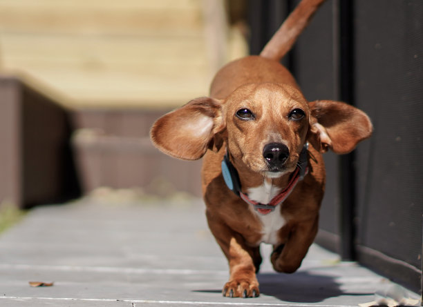 微笑快乐腊肠狗走在后院-股票照片图片下载