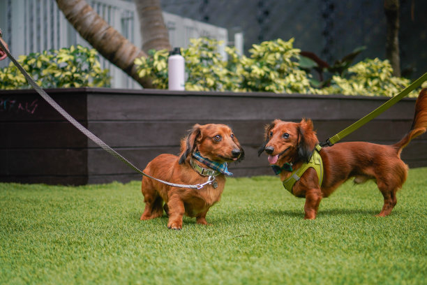 腊肠犬家庭聚会的乐趣-库存照片图片下载