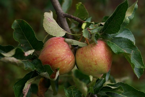 苹果枝上果实的特写照片;马吕斯有明显图片下载