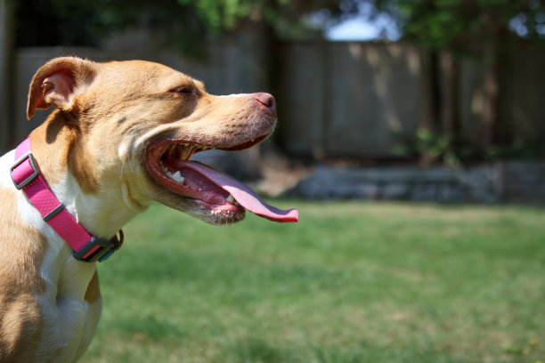 在阳光明媚的后院喘气的狗。图片下载