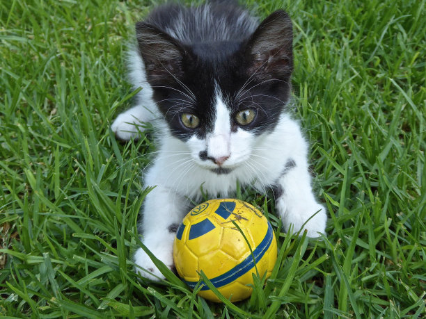 小猫在草地上玩球的高角度照片图片下载