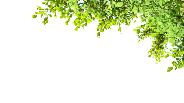 白色背景上的树顶叶子抠图图片下载