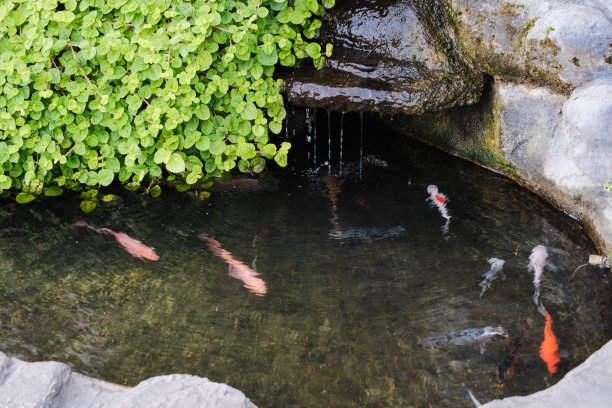 藤蔓植物和岩石在池塘与鱼的照片图片下载