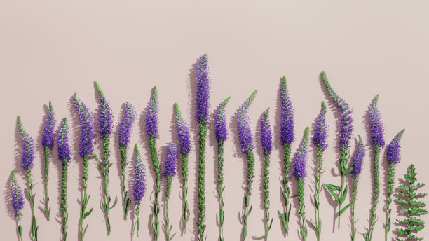 紫色紫罗兰花的野花最小的图案长叶罗妮卡与绿色的叶子在柔和的粉红色背景，最小的美学花平铺照片。美丽的自然静物图片下载