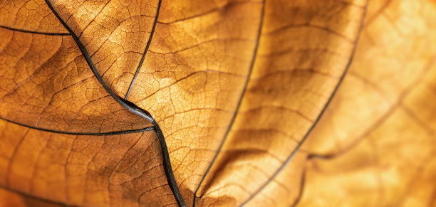 秋天干叶纹理横幅。干叶微距照片显示黄褐色纹理，在阳光下枯萎的自然叶子，黑暗的阴影。脉图案在温暖的秋天色调，低景深图片下载