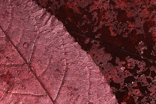 深红的叶子带有水珠，自然的秋天质感。美丽的秋季植物图案，近距离看湿秋叶树顶景，唯美的自然静物，宏观趋势照片图片下载