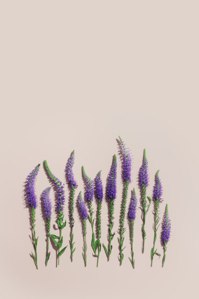 顶视图的自然野花在淡粉色，开花的花朵背景，近距离细节，最小的趋势照片模式。精致的草甸花，夏日花的概念，框架与复制空间图片下载