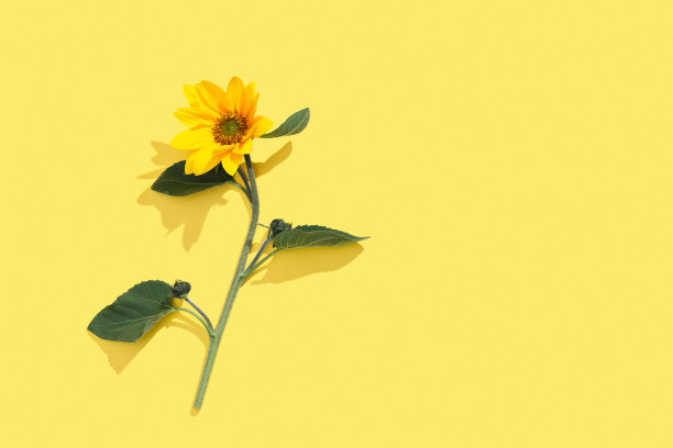 在黄色背景上向日葵开花的花景与复制空间，夏季构图以明亮的装饰花朵，阳光阴影，太阳眩光。花卉植物设计，潮流色彩鲜艳图片下载