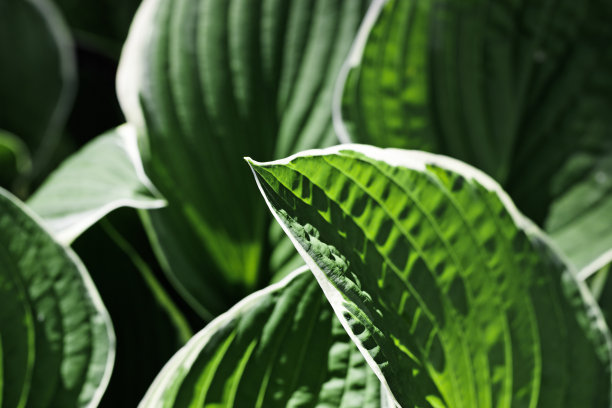 俯视图深绿色的叶子重复图案，玉树植物的叶子自然背景，抽象的植物照片，绿色白色的自然背景极简风格，车前草的叶子郁郁葱葱，颜色鲜艳图片下载