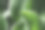 俯视图深绿色的叶子重复图案，玉树植物的叶子自然背景，抽象的植物照片，绿色白色的自然背景极简风格，车前草的叶子郁郁葱葱，颜色鲜艳图片下载