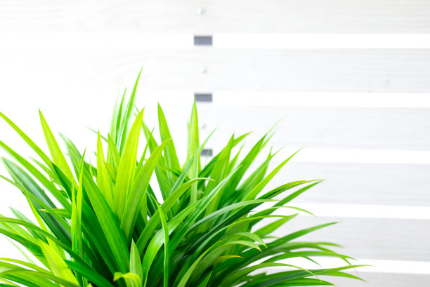 美丽的鲜绿色香熊猫兰，生长在花篮花盆里，是家庭装饰的绿色植物。亚洲草本植物，木桌上的香豆壶，白墙背景，居家室内图片下载