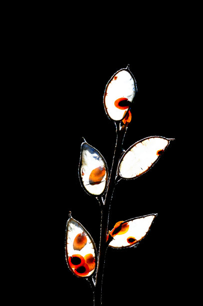 种子和树枝图片下载