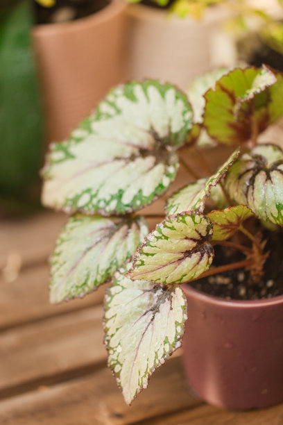 在佛罗里达州棕榈滩的木桌上，紫色的花盆里放着郁郁葱葱的绿色和粉红色闪闪发光的海棠图片下载