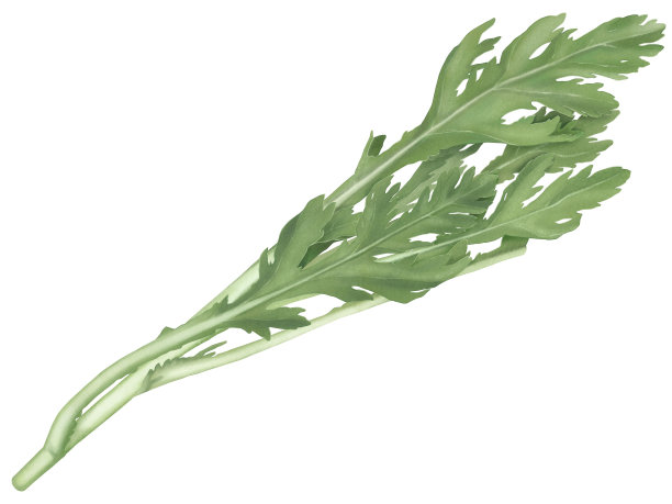 美味和现实的手绘插图新鲜的菊花图片下载