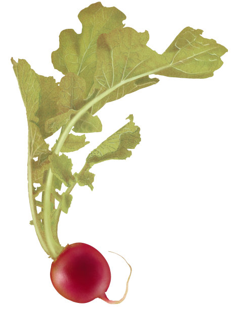 美味的现实手绘萝卜插图，新鲜，植物插图图片下载