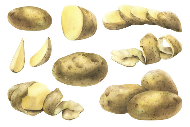 白土豆，整个的，一半的，切的，去皮的，切成楔形的。以收获、烹饪、食品、蔬菜店为主题的手绘水彩插画设计。与背景隔离的一组元素图片下载