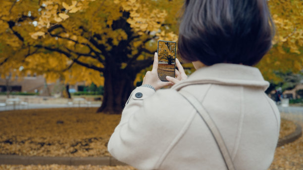日本秋天，一名单身女性游客用手机直播一棵树。图片下载