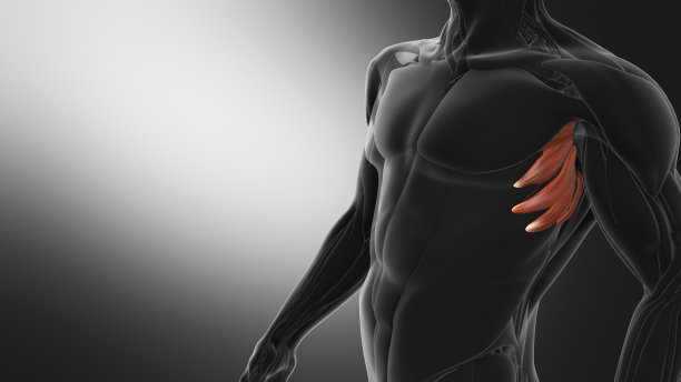 前锯肌解剖图片下载