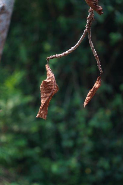 一张挂在树枝上的干叶子的照片。图片下载