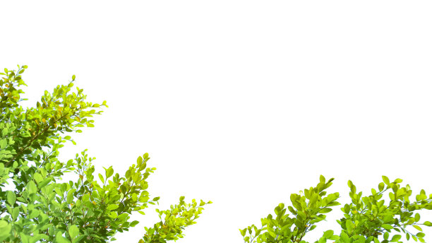 白色背景上的树顶叶子抠图图片下载