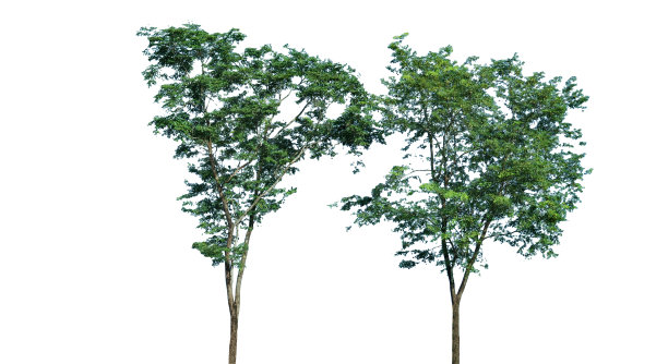 在白色背景上剪出的树顶叶子，带有剪切路径。图片下载