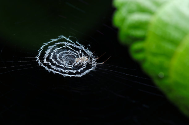 由一只蜘蛛制作的艺术蕾丝图案隐藏带，在黑色和绿色的树叶背景下看起来像一个微型宇宙(野生动物特写微距照片)图片下载